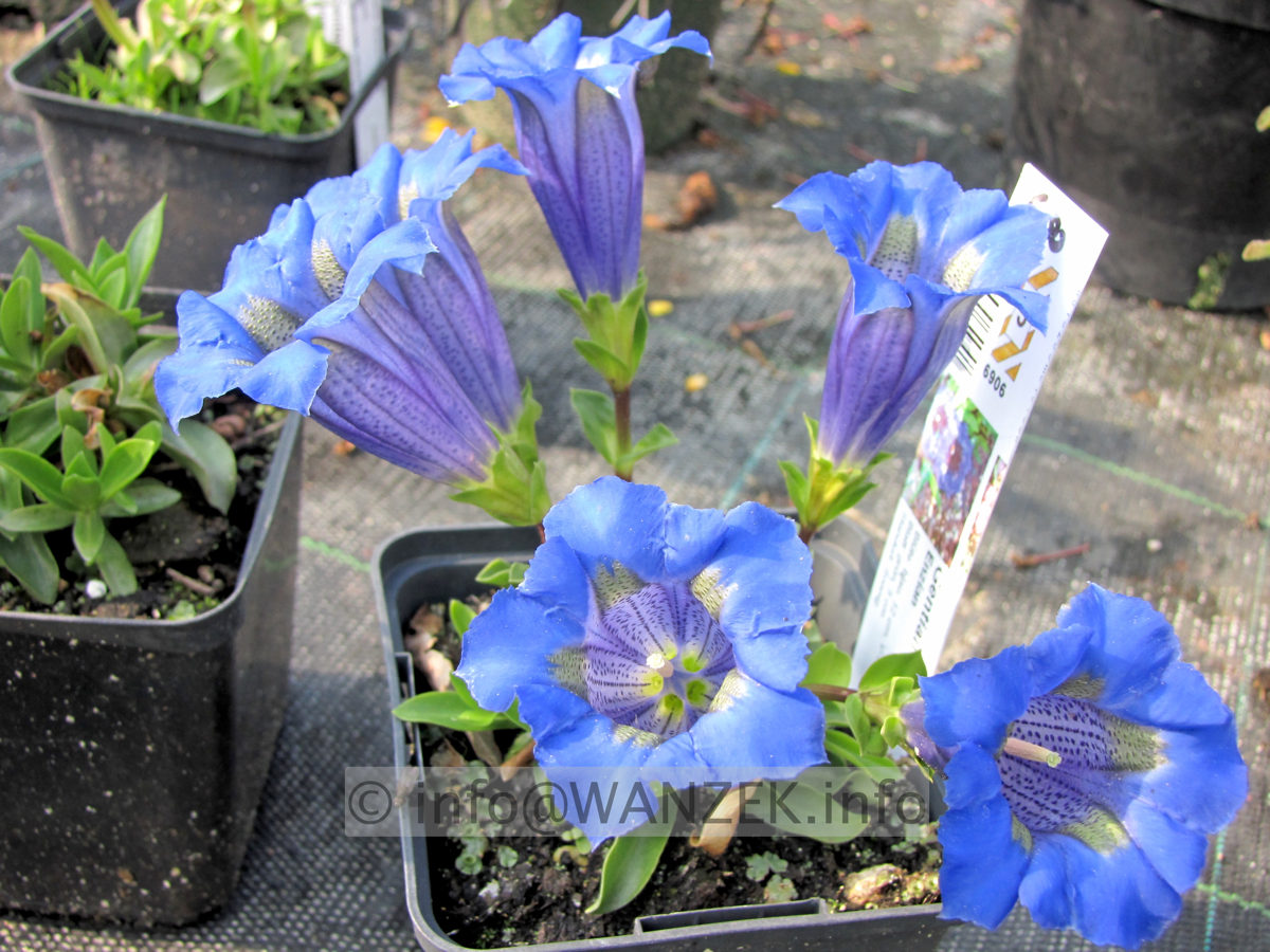 Gentiana acaulis.JPG